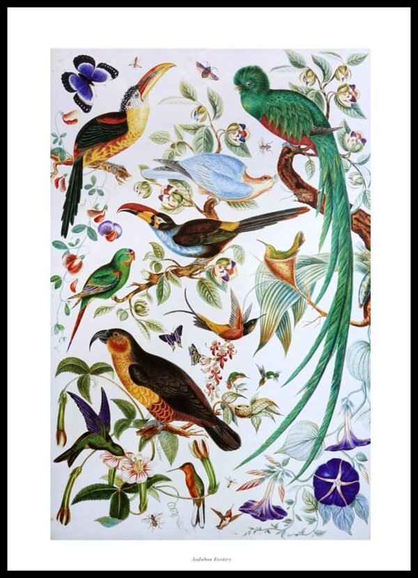 CC 368 Audubon Fantasy